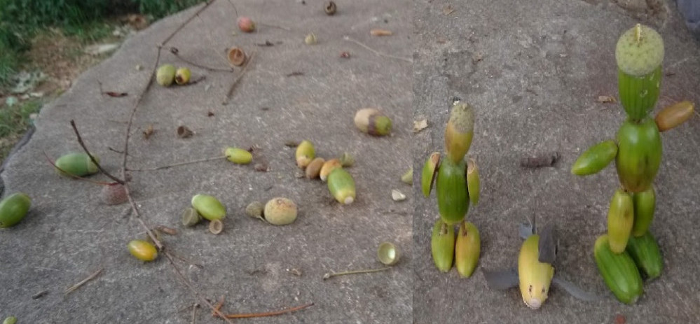 Acorn Toys